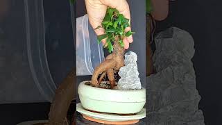 From small plant to bonsai ficus bonsai ficusbonsai ficusmicrocarpa plants plantprojects [upl. by Tresa]