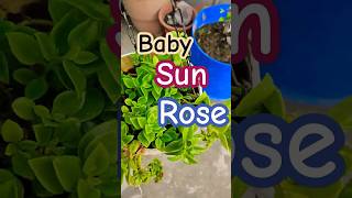 Baby son rose plant ☘️😍🌵subscribe support success viralshort trending fypシ゚viral pov flowers [upl. by Pedro]