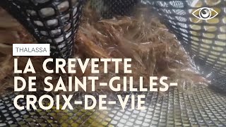 La crevette de SaintGillesCroixDeVie  Thalassa [upl. by Zoha]