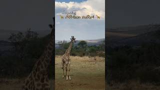 Amazing African safari at Johaneshburg 🐅🦒Part 1african safari foreign adisapta [upl. by Newol315]