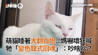 萌貓睡著大翻白眼媽嚇壞狂喊 牠「變色龍式回魂」：吵啥吵？│寵物│貓咪｜猫｜ねこ│Pet│Cat│Kitten [upl. by Veedis459]