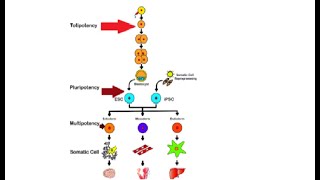 Difference between totipotent pluripotent amp multipotent stem cells [upl. by Netniuq]