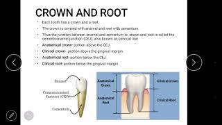 Dental anatomy landmark part 1 [upl. by Rotman]