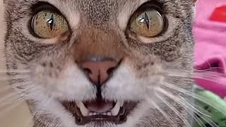 Cat Meows Compilation 67 [upl. by Aduhey]