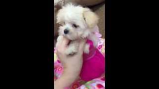 white teacup tea cup maltipoo female puppy for sale [upl. by Bernardi590]