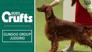 Gundog Group Judging  Crufts 2020 [upl. by Esiole]