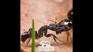 Rhytidoponera metallica GreenAnts RhytidoponeraMetallica AntKeeping queenofants [upl. by Sissy]