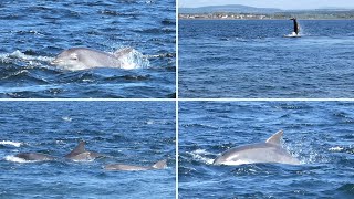 Dolphin Watching in Scotland  Moray Firth Bottlenose Dolphins [upl. by Ringsmuth128]