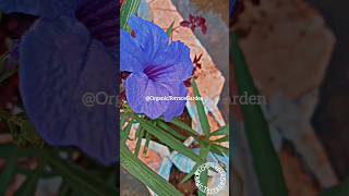 💜🌸Ruellia Tuberosa Plant 💜 ruellia shorts garden youtubeshorts youtube beautiful [upl. by Prudie750]