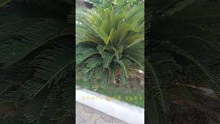 Cycas circinalis Sago palm plantSlow growing ornamental drought tolerant plant of India [upl. by Read]