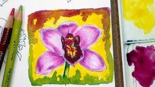 how to color an orchid flower in colored pencils and watercolor [upl. by Marga498]