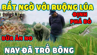 Quanglinhvlogs  Ruộng Lúa quotĐịnh Phá Bỏquot Từ Lâu  Nay Đã quotBất Ngờquot Trổ Bông [upl. by Werdn120]