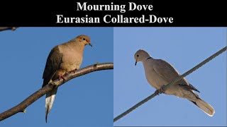 Identify Birds Mourning Dove vs Eurasian CollaredDove [upl. by Anyad]