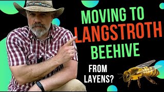 Moving Honeybees into a Langstroth Beehive from Layens [upl. by Semela]