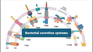 Unveiling Bacterial Secretions Understanding the Role of Secretion Systems in Plant Disease [upl. by Flannery]