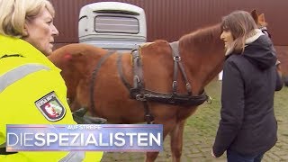 Unfall mit Pferd und Kutsche Hat jemand das Pferd angeschossen  Die Spezialisten  SAT1 [upl. by Brunn800]