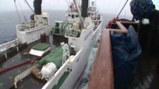 Operation Musashi  Sea Shepherd Confronts the Kaiko Maru  豪州南極海領海 [upl. by Olethea]