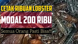 TERBUKTI🔥Modal 200 Ribu Hasilkan Ribuan Lobster di Lahan Sempit✅ Budidaya Lobster Air Tawar [upl. by Nealah]