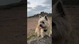 Cairn Terrier dog explores a 600 year old castle ruin [upl. by Anilemrac]