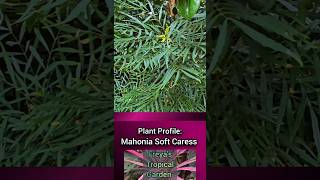 Plant Profile Mahonia Soft Caress [upl. by Burgwell]