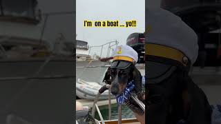 Boat Dog… Yo dogvideo funnydog cutedog cute funny boatdog puppy dachshund JaxsonDoyle [upl. by Navnod]