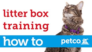 How to Train Your Cat to Use a Litter Box Petco [upl. by Goodkin]