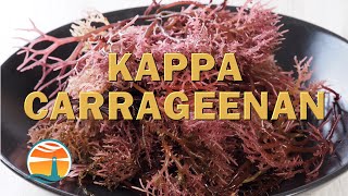 Kappa Carrageenan  The Natural Thickener Stabilizer amp Gelling Agent [upl. by Liss705]