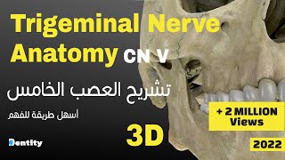 أسهل طريقة لحفظ العصب الخامس  Trigeminal Nerve CN V Anatomy [upl. by Ahsot]