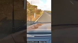 Echidna nearmiss on Great Ocean Road near the London Bridge  Port Campbell australia wildlife [upl. by Luhe]