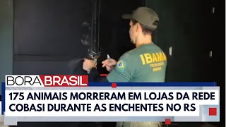 RS inquérito policial investigará morte de 175 animais na Cobasi I Bora Brasil [upl. by Arlo487]