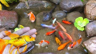 Finding colorful ornamental fish betta fish koi fish channa manfish catfishguppymollyturtles [upl. by Jerrilyn876]