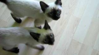 Talking Siamese kittens  SUPER CUTE [upl. by Sayres]