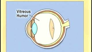 Ophthlmology Lecture  Eye Anatomy Part 2 [upl. by Janith]