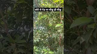 Sapodilla fruit farming trending viralshorts youtube farmerlife jaat prernaorganicfarms [upl. by Talley]