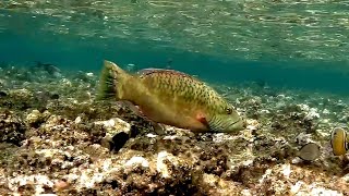 Cheeklined wrasse Oxycheilinus digramma Щечный губан Хейлин полосатощекий [upl. by Prudy]