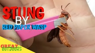 Stung by Polestes Carolina RED PAPER WASP STING [upl. by Labinnah984]