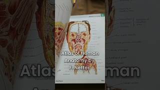 Best Anatomy Textbooks for Medical Students 📚  Atlas of Human Anatomy by F Netter 💀 [upl. by Adkins]