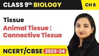 Animal Tissue  Connective Tissue  Tissue  Class 9 Biology Chapter 6  202324 [upl. by Sayres]