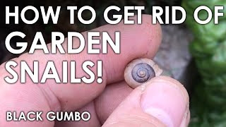 How we Eliminate Snails in the Garden  Black Gumbo [upl. by Hras]