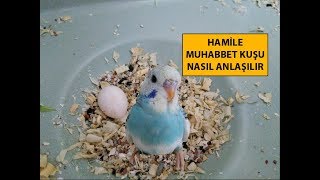 Hamile Muhabbet Kuşu Nasıl Anlaşılır [upl. by Yesdnil927]