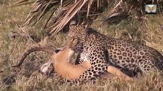 baboons vs leopard and hyena to save impala [upl. by Fang187]