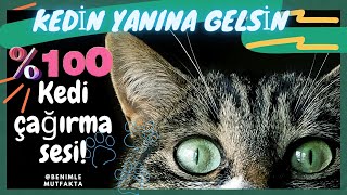 KEDi SESi🟢quotKEDiNi Bulquot Kedi Çağıran Ses ile İnanılmaz Sonuçlar [upl. by Srednas935]