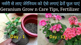 Geranium Flower plant Grow n Care Tips  How To Grow Geranium Flower Plant  Geranium Care Tips [upl. by Dric]