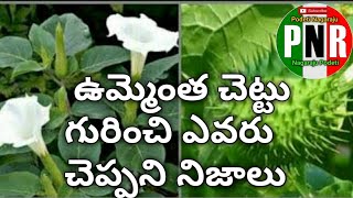 Ummetha Chettu upayogalu in teluguఉమ్మెత్త చెట్టు పూలు కాయలు వాటి ఉపయోగాలు ఉమ్మెత్త చెట్టు పువ్వ [upl. by Ettezoj397]