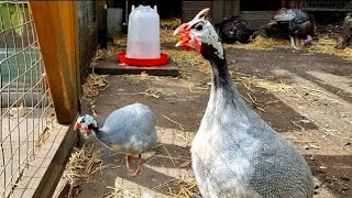 Guinea Fowl Sounds  Guinea Fowl Noise  Guinea Fowl Sound  Guinea Fowl  Guinea Sound [upl. by Leslie]