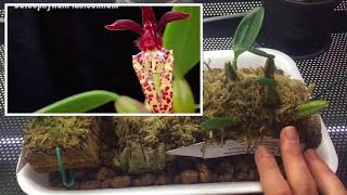 МОИ БУЛЬБОФИЛЛУМЫBulbophyllum Lasiochilum Bulbophyllum Frostii [upl. by Ajuna646]