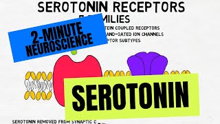 2Minute Neuroscience Serotonin [upl. by Sylvia]