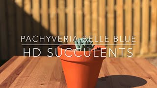 Pachyveria Belle Blue  HD Succulent Video 4K [upl. by Halonna]