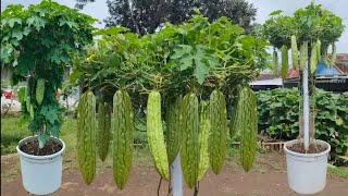 menanam pare di halaman rumah panen melimpah  how to plant bitter gourd from seed to harvest [upl. by Enileve523]