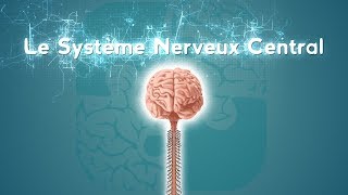 Neurolexique 2  Le Système Nerveux Central [upl. by Camilia]